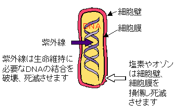 画像:殺菌原理 図と説明